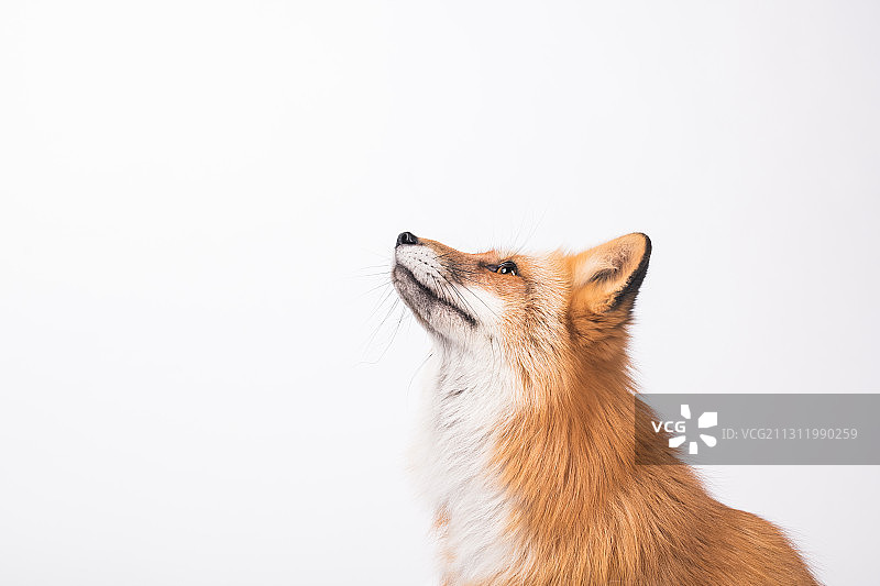 白色背景下的猫咪侧面照，波兰图片素材