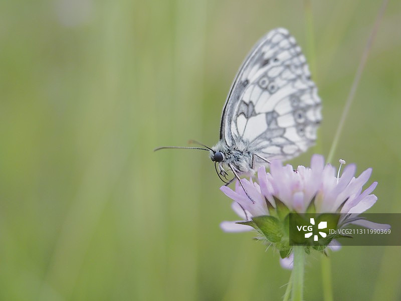 蝴蝶在花上授粉的特写图片素材