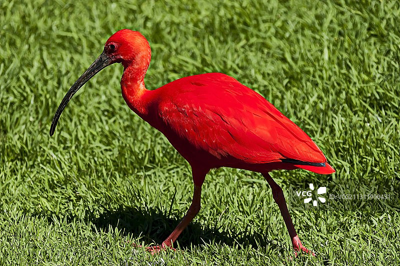 栖息在草地上的朱鹭特写，南非开普敦图片素材