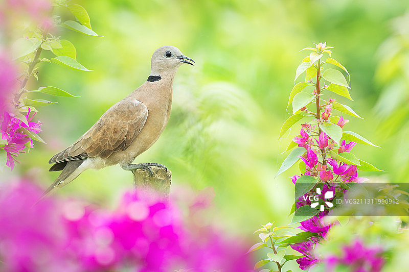 哀鸽栖息在粉色花朵上的特写图片素材