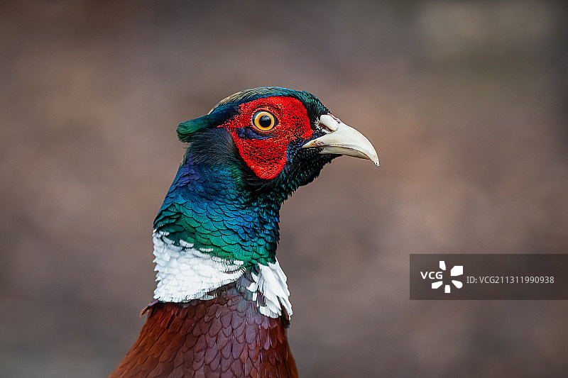 英国汉普郡的孔雀特写图片素材