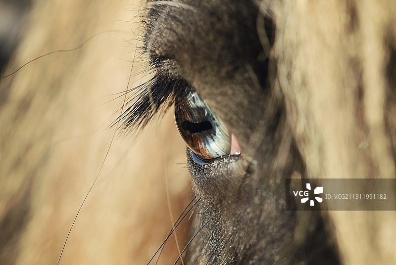 马眼特写图片素材