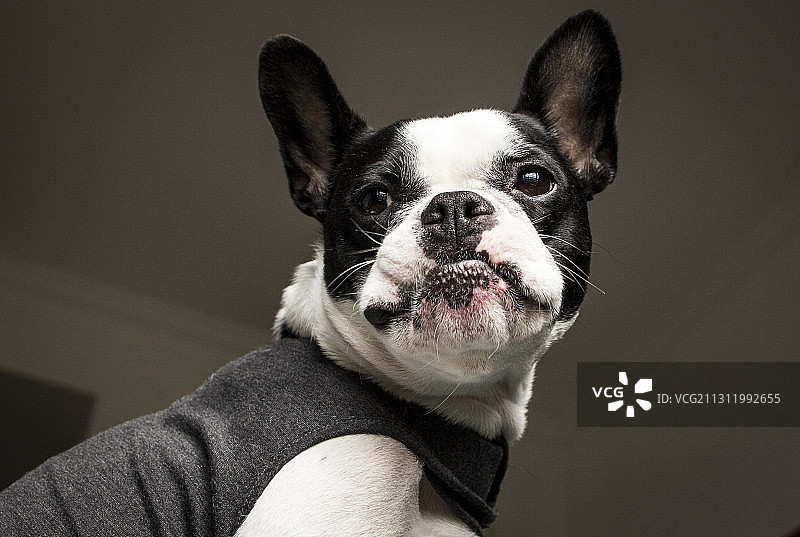 中国浙江杭州的法国斗牛犬幼犬肖像图片素材