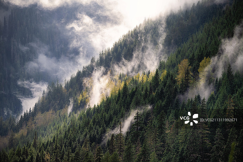 美国华盛顿州史蒂文斯帕斯森林松树全景图片素材