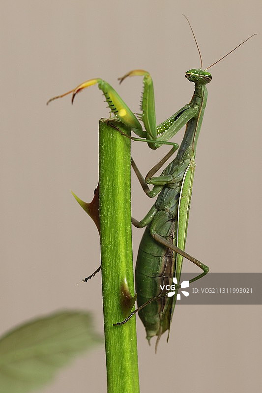 维斯洛赫植物上的螳螂特写，德国图片素材