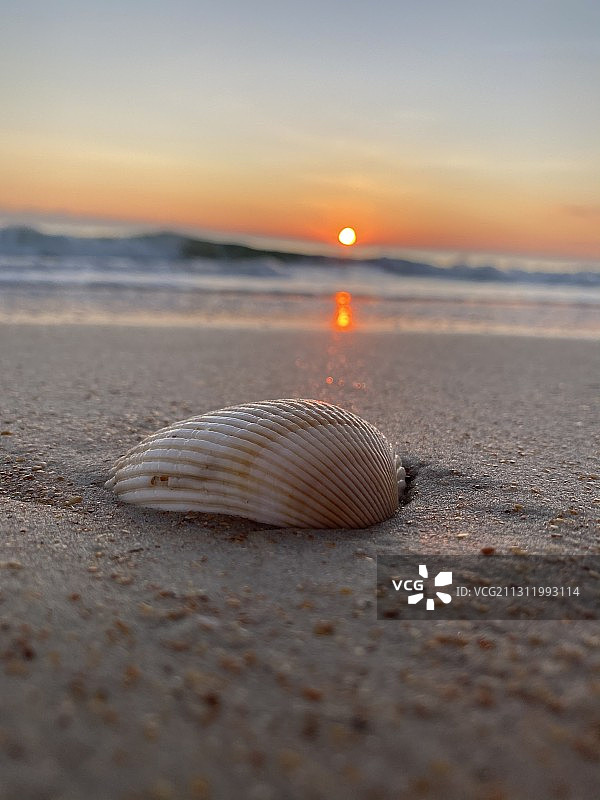日落时分沙滩上的贝壳特写，美国佛罗里达州代托纳海滩图片素材