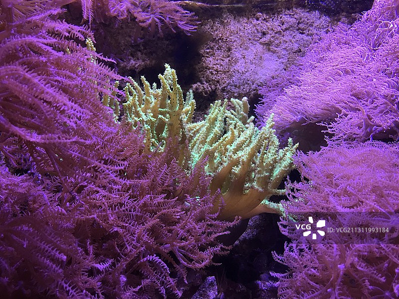 紫色开花植物的俯视角度照片图片素材