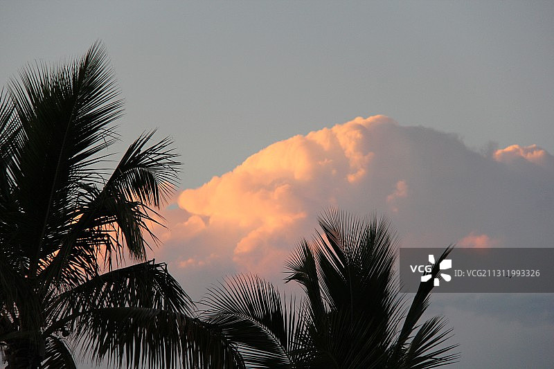 低角度拍摄的日落时分棕榈树在天空下的剪影图片素材