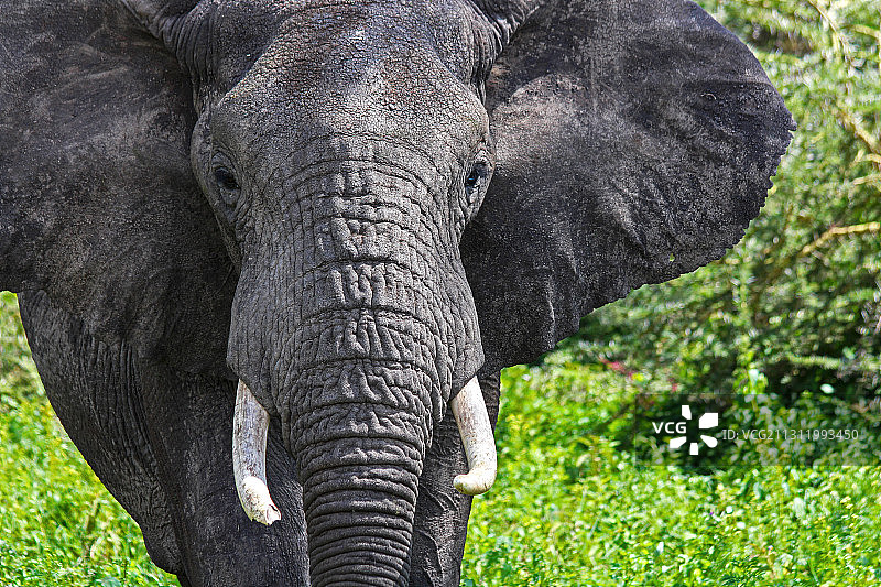 坦桑尼亚恩戈罗恩戈罗火山口，非洲象在田野上的特写图片素材