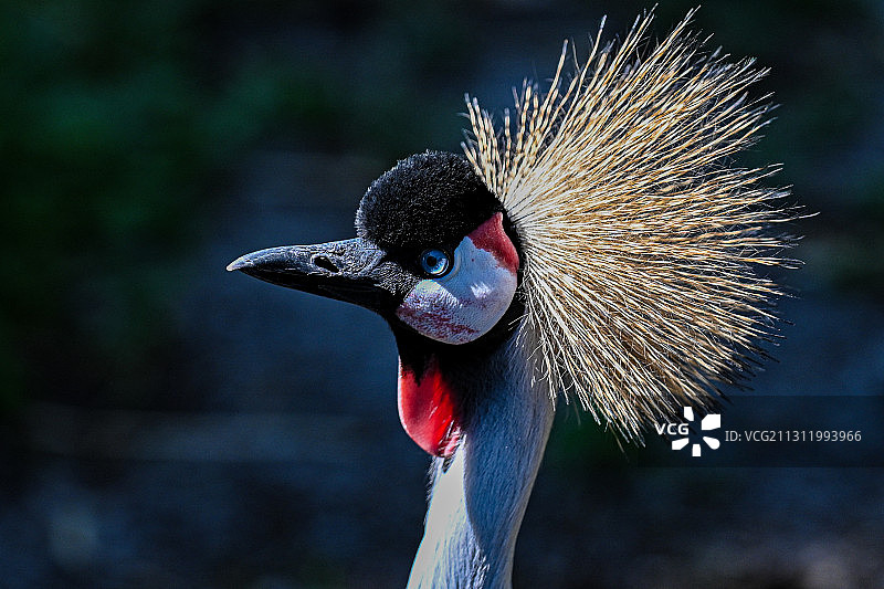 灰冠鹤特写图片素材