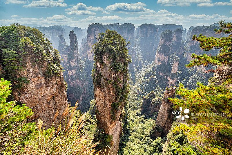 中国湖南张家界的树木和岩石全景图片素材