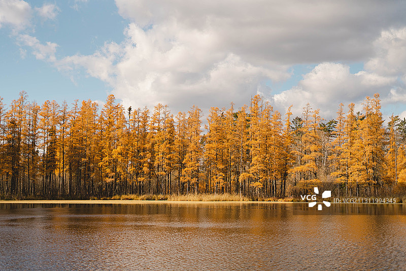 美国明尼苏达州贝米吉的湖光山色树木图片素材