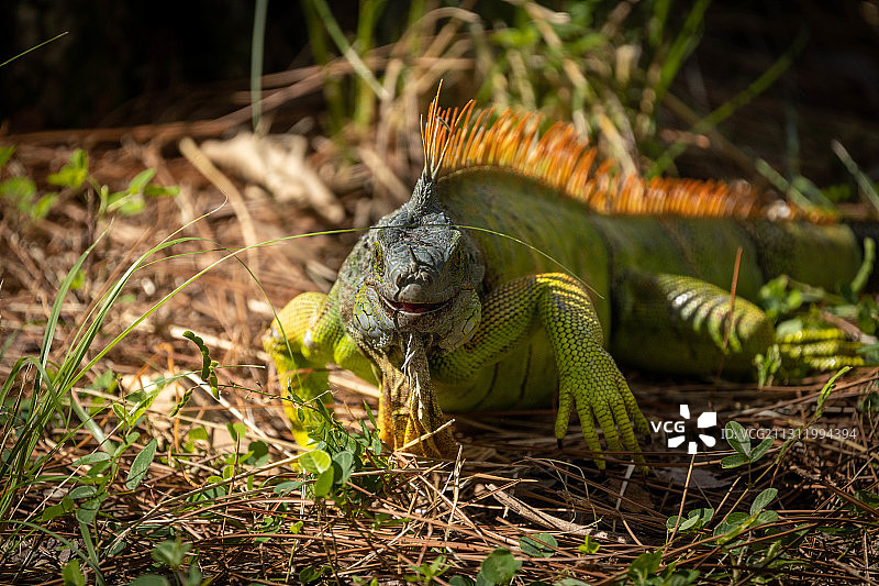 美国田野上的鬣蜥特写图片素材