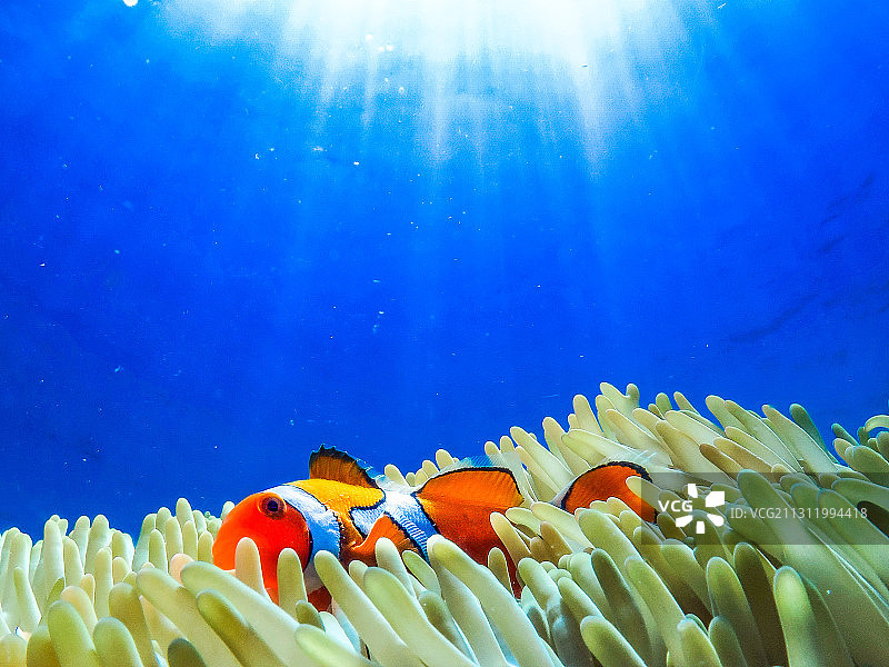 大堡礁海葵鱼特写图片素材