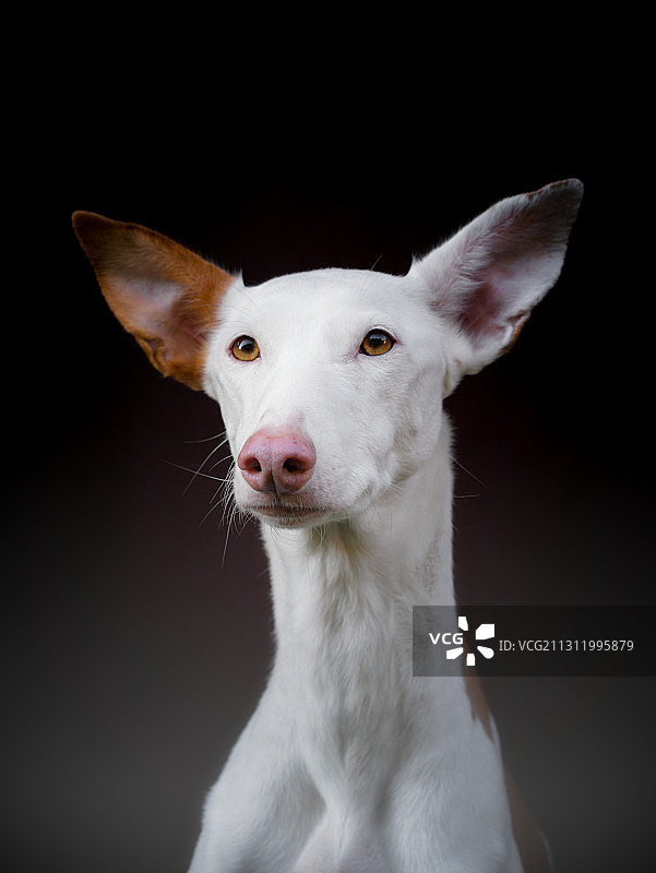 牛头㹴肖像图片素材