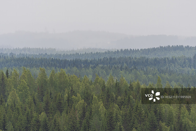 芬兰森林的壮丽景色图片素材