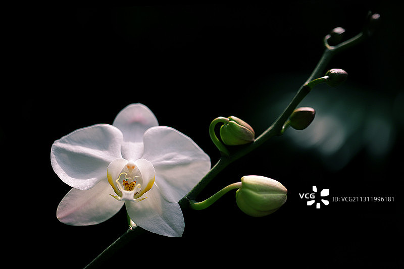 白色开花植物特写，黑色背景图片素材