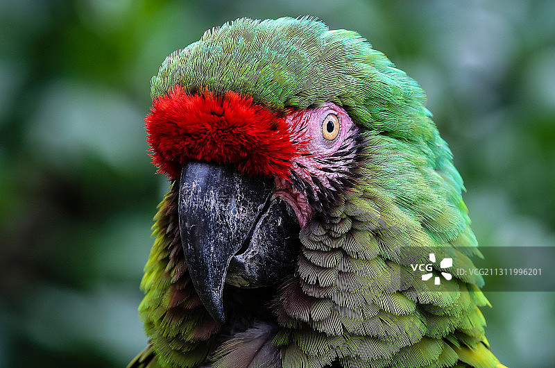 金刚鹦鹉特写，美国北卡罗来纳州苏格兰颈图片素材