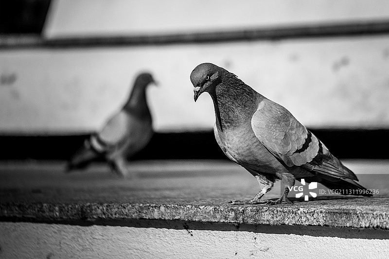 栖息在 retaining wall 上的鸽子特写，斯科普里，马其顿图片素材
