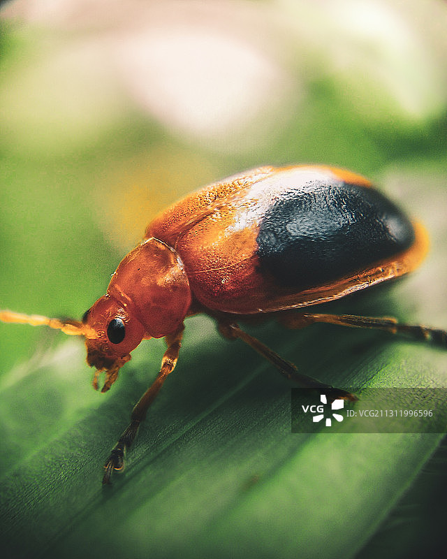 印度叶子上的昆虫特写图片素材