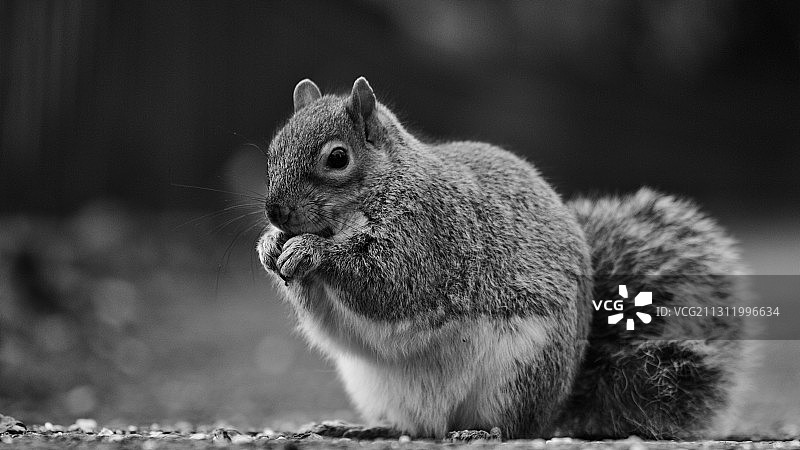 田野上的灰色松鼠特写图片素材