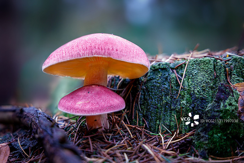 田野上的苍蝇木耳蘑菇特写图片素材