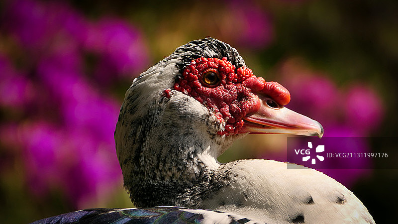 水鸭特写——麝香鸭，克里特岛，希腊图片素材