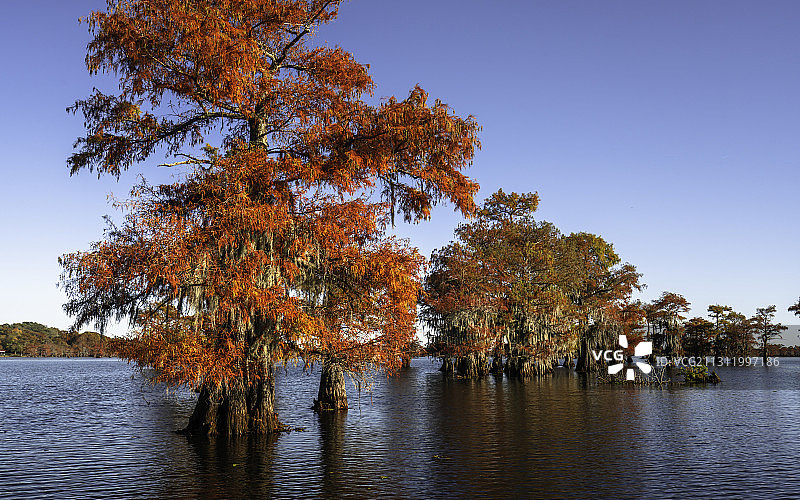 卡多湖秋季湖畔树木（美国）图片素材