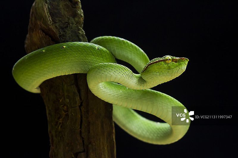 印度尼西亚塔米昂拉央黑色背景下木头上的蝰蛇特写图片素材