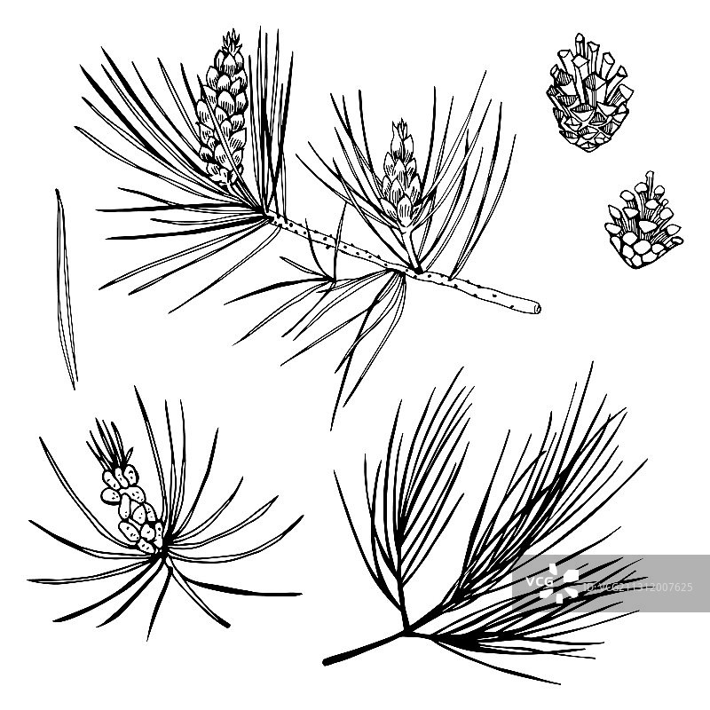 手绘松树枝素描图片素材