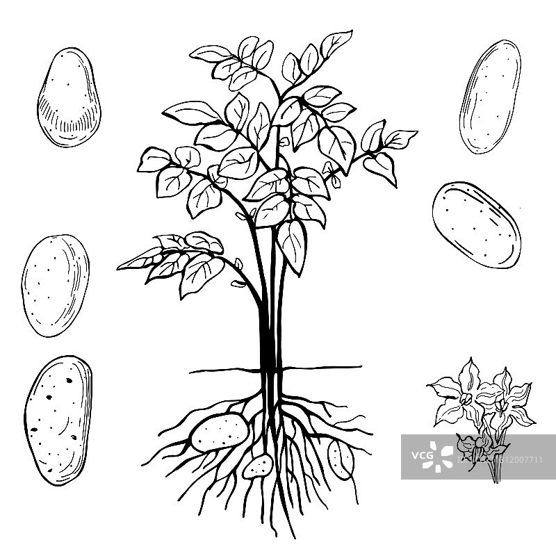 手绘马铃薯蔬菜图片素材