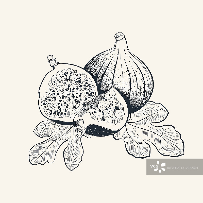 手绘无花果与叶子图片素材