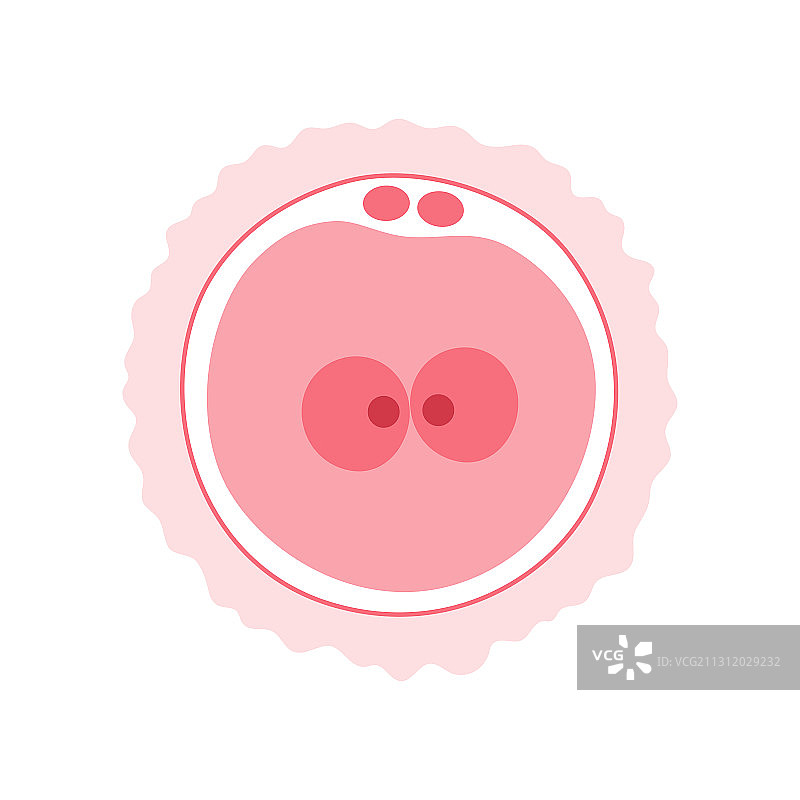 生殖系统概念图片素材