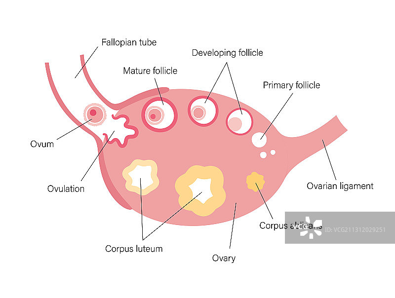 生殖系统概念图片素材