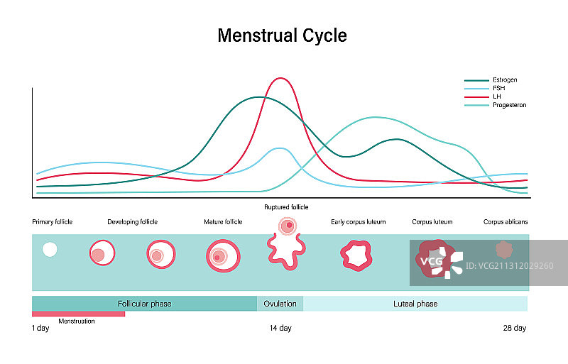 生殖系统概念图片素材