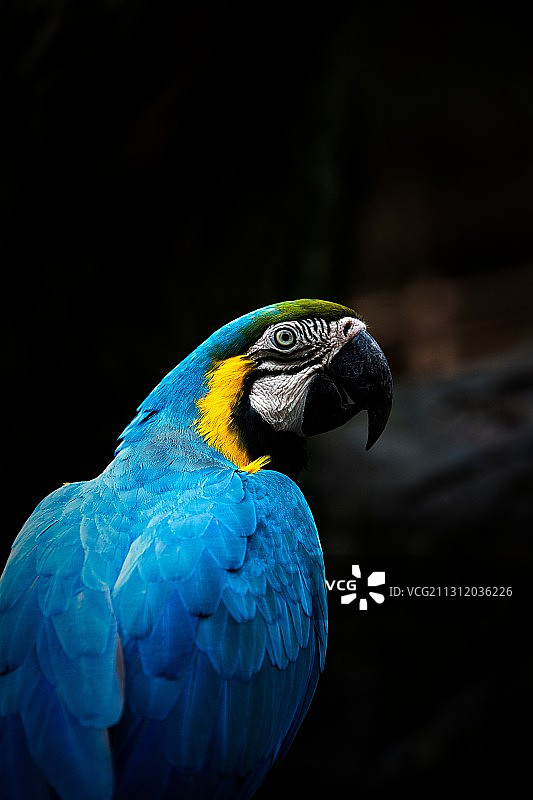 金刚鹦鹉图片素材