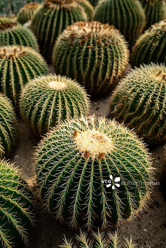 仙湖植物园金琥仙人球图片素材