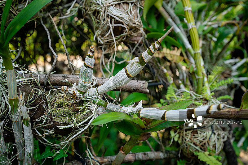 植物园里的石斛兰花图片素材