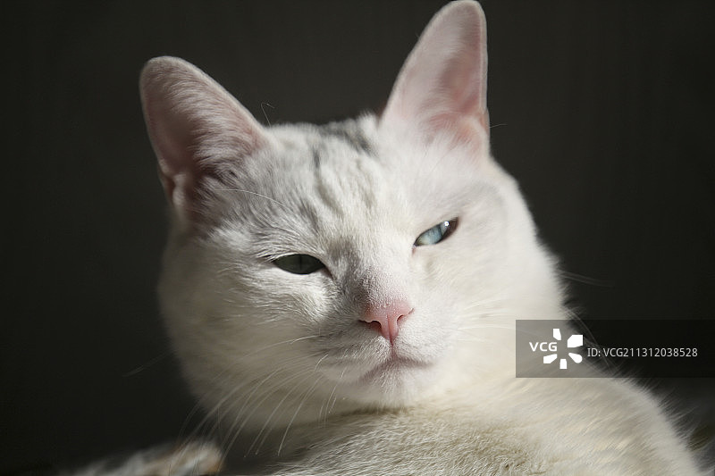 高傲的猫咪图片素材