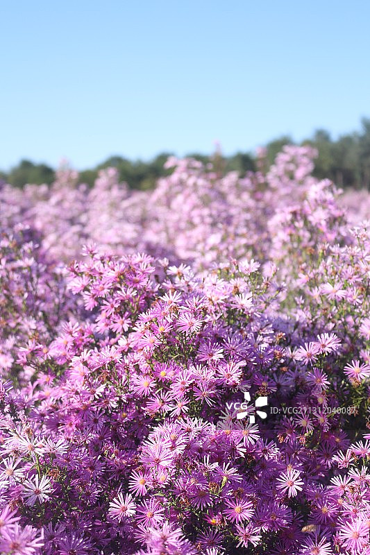 花海图片素材