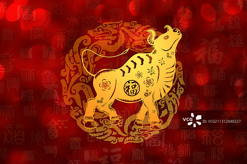 中国新年牛年春节的金牛昂首仰天图片素材