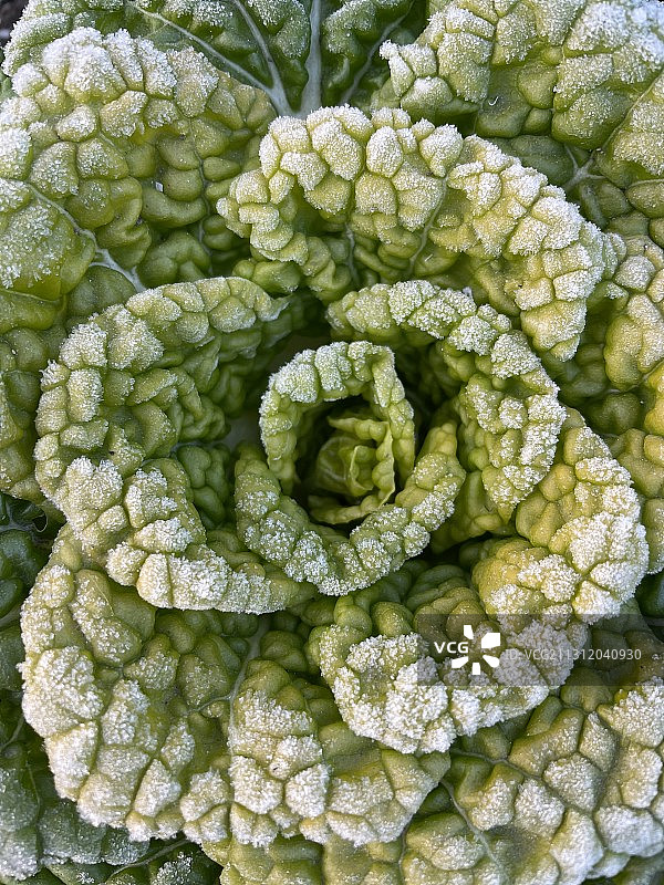 下了霜的青菜图片素材