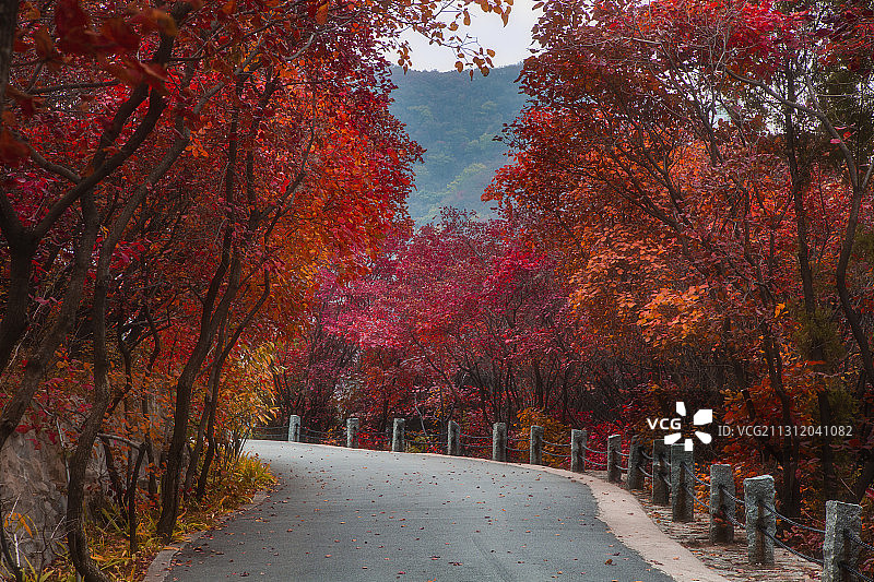 济南红叶谷秋色图片素材