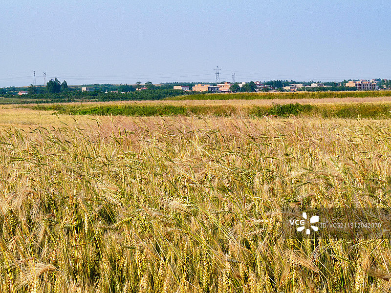 陕西省西安市灞桥区白鹿原成熟的麦田图片素材