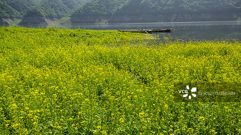 鸭绿江边油菜花图片素材
