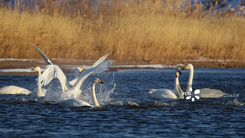 甘肃高台 天鹅起舞越寒冬图片素材