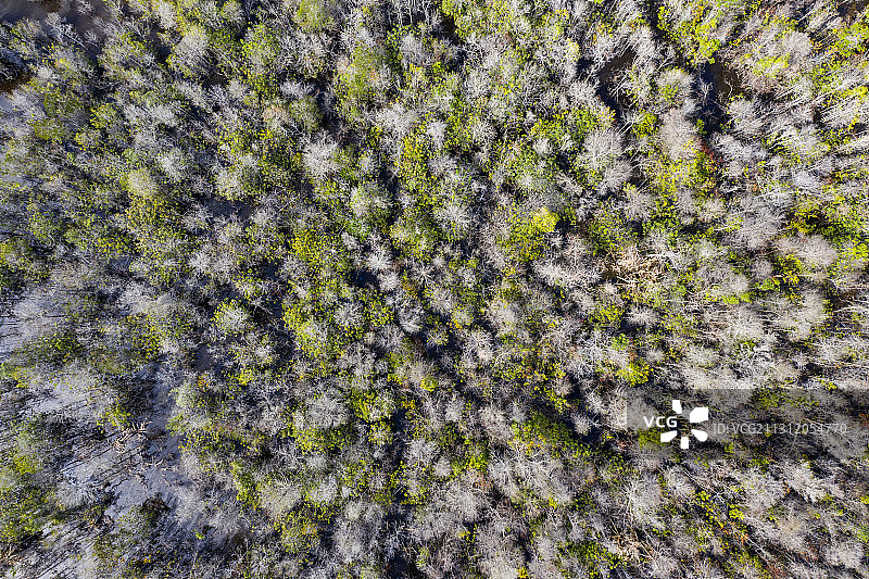 新老，树木，热带雨林，交替，死亡，新生，环境问题图片素材