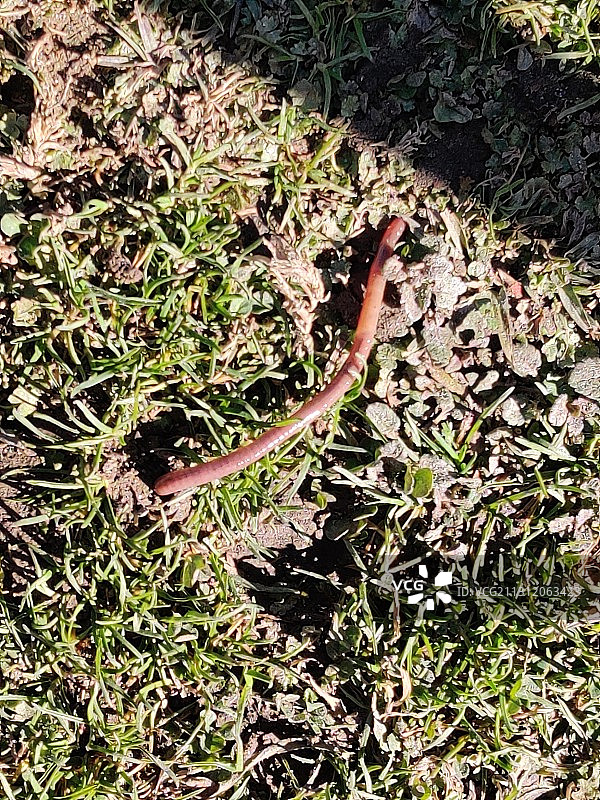 喜马拉雅山脉的蚯蚓图片素材