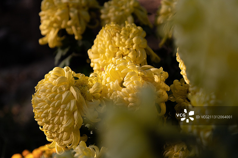 一簇菊花图片素材