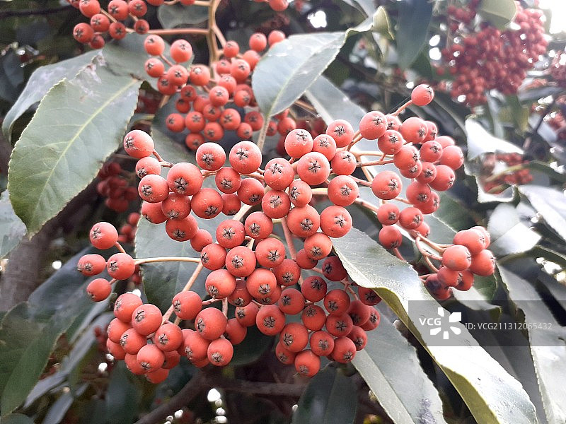 红叶石楠图片素材